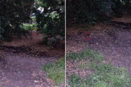 szczury na placu litewskim w lublinie b36344621dee