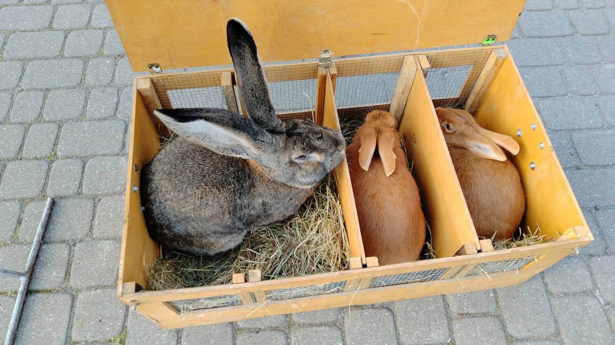 Targ pod Zamkiem działa bez zmian. Czynny 7 dni w tygodniu mimo trwającej przebudowy al. Unii Lubelskiej 4 Zwierzęta na Targu Pod Zamkiem