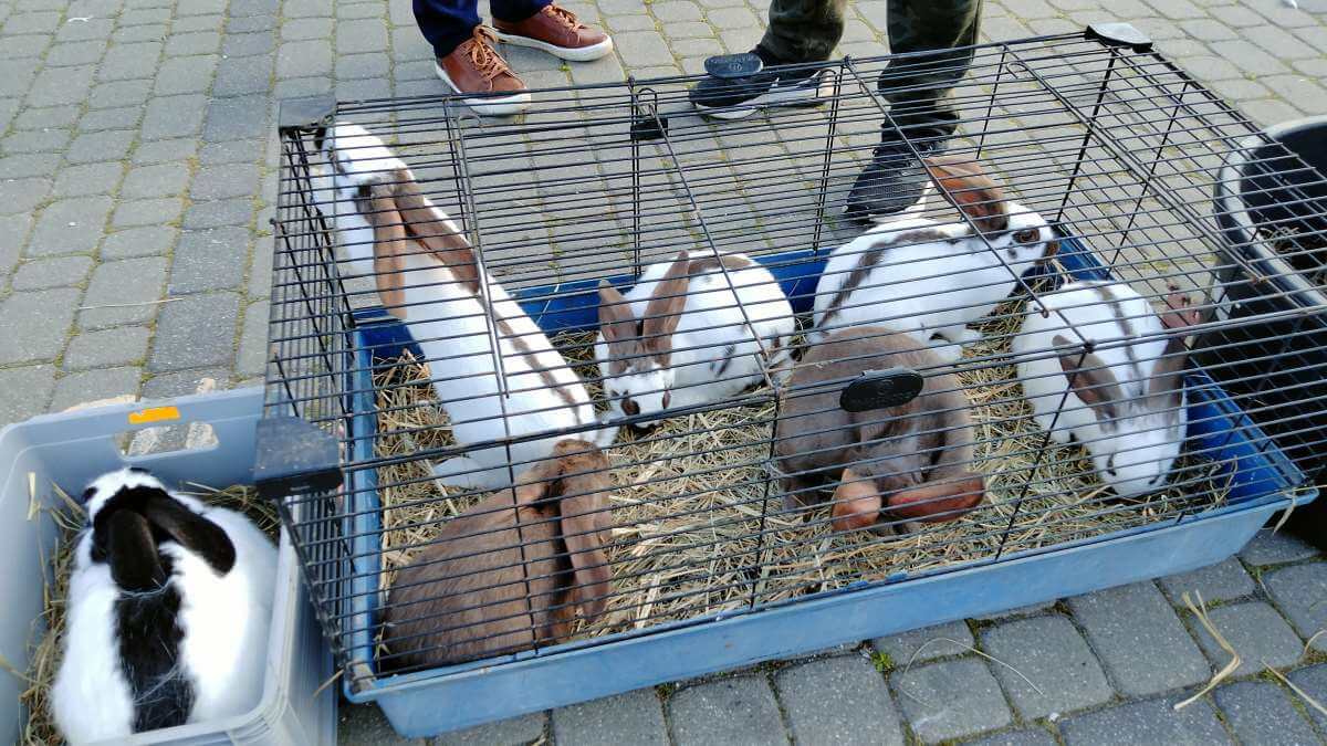 Targ pod Zamkiem działa bez zmian. Czynny 7 dni w tygodniu mimo trwającej przebudowy al. Unii Lubelskiej 3 Zwierzęta na Targu Pod Zamkiem