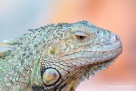 Iguana Ropniak – honorowy mieszkaniec i ambasador lubelskiego schroniska fot. Bartek Gorzkowski 0cb338421146