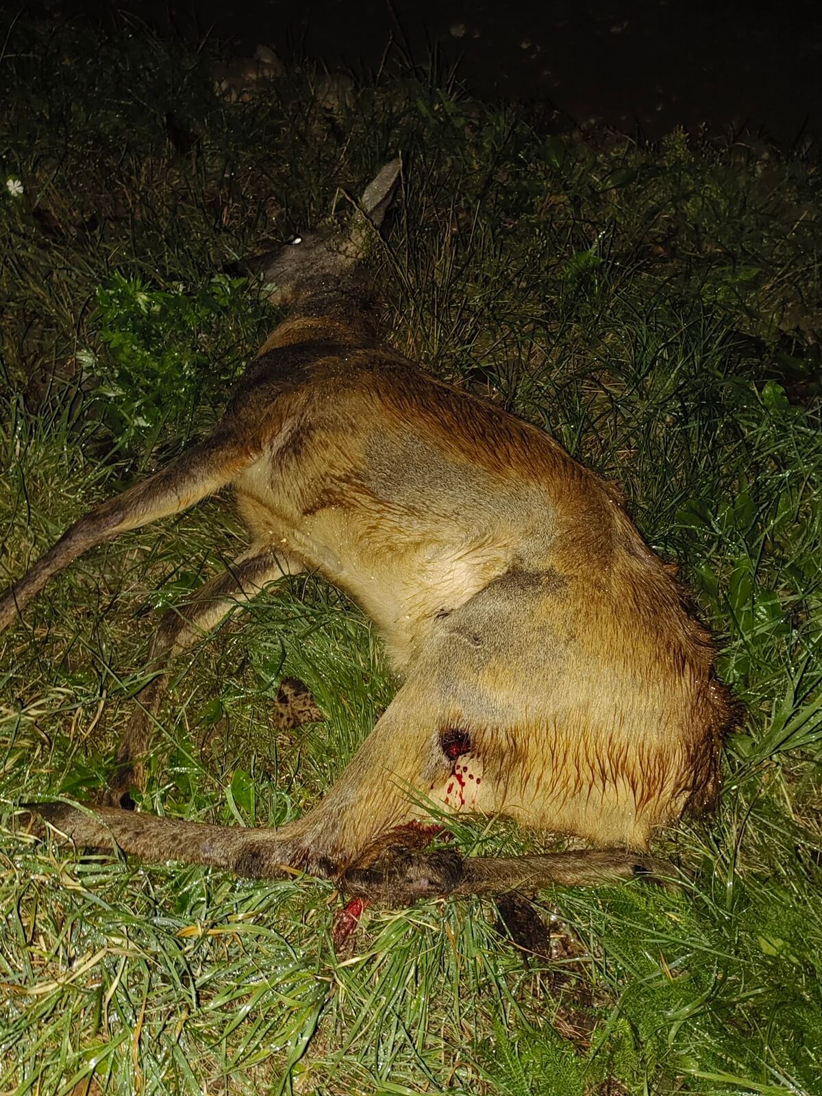 Ranna sarna leżąca w rowie w Łuszczowie Drugim