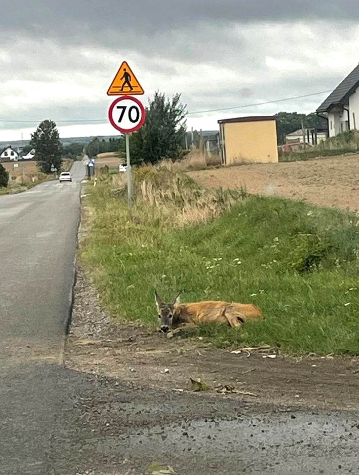 Ranna sarna leżąca w rowie w Łuszczowie Drugim