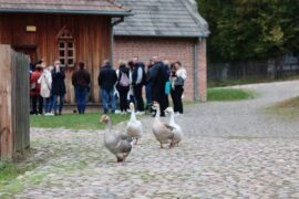 gesi w muzeum wsi lubelskiej ff932ef03d59