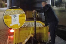 rolnicy rozdali kalafior za darmo 557d4c28ea6d