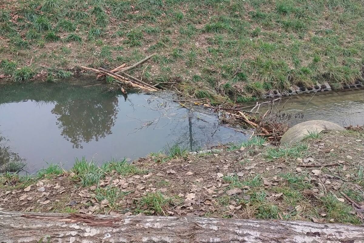 Bobry zbudowały tamę w środku miasta. Mieszkaniec: „Mam nadzieję, że nikomu nie przyjdzie do głowy, żeby to rozwalić” 2 Tama bobrów na rzece Czechówka przy Lidlu