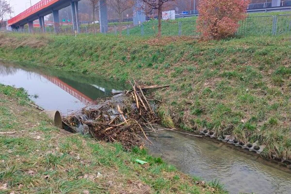 Bobry zbudowały tamę w środku miasta. Mieszkaniec: „Mam nadzieję, iż nikomu nie przyjdzie do głowy, żeby to rozwalić”