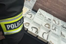 zabezpieczone pytony krolewskie podczas targow egzotycznych zwierzat w lublinie 5ee51f91d852