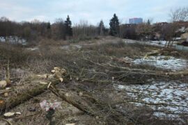 wycinka drzew na rogatce warszawskiej 453faeb9c8f8