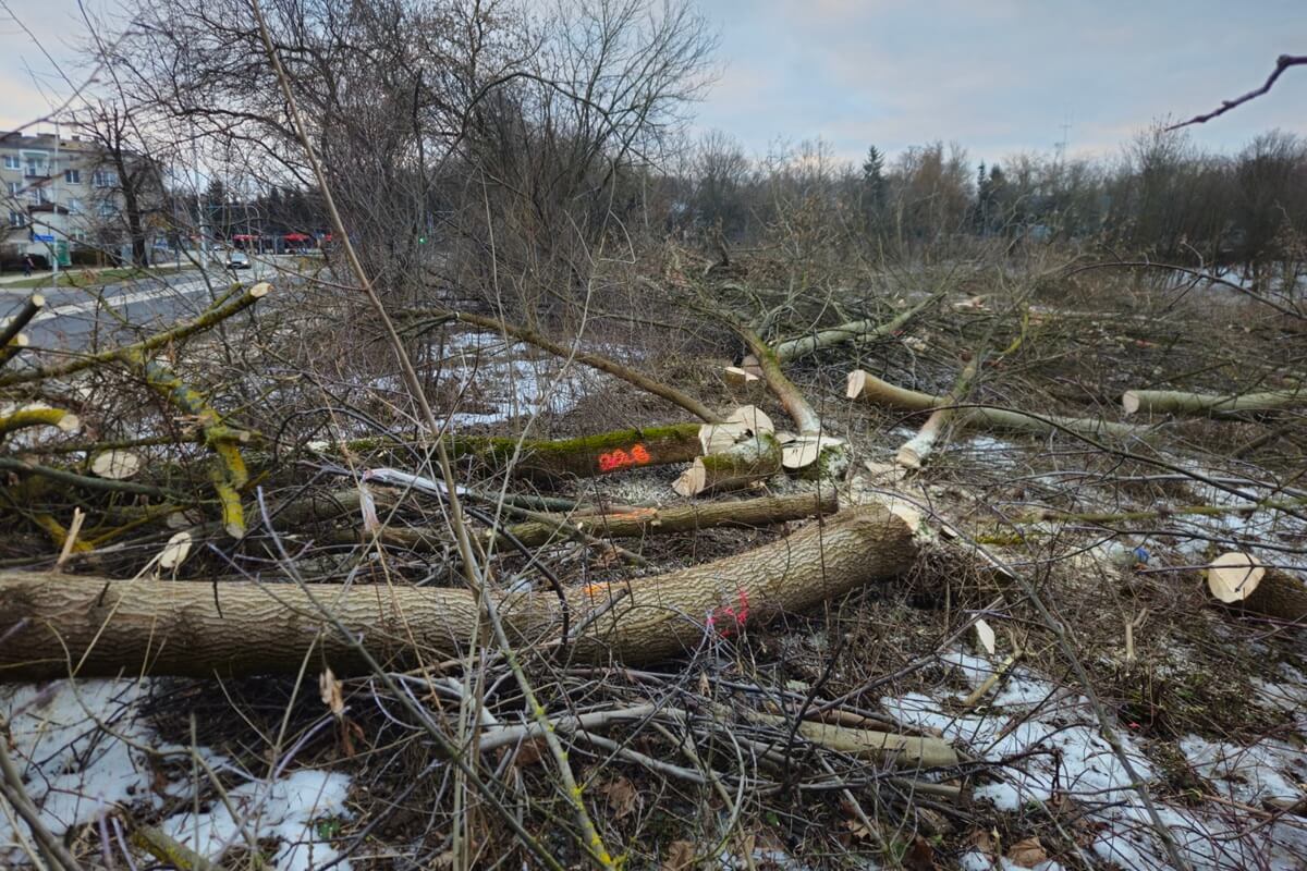 Wycinka drzew na rogatce warszawskiej