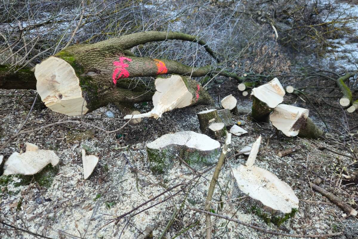 Wycinka drzew na rogatce warszawskiej