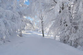 zimowa aura w lesie cfa1f351f7b2