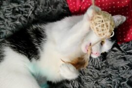 558383055 1201421942011289 1871214642190249213 n f324ea62f0ae