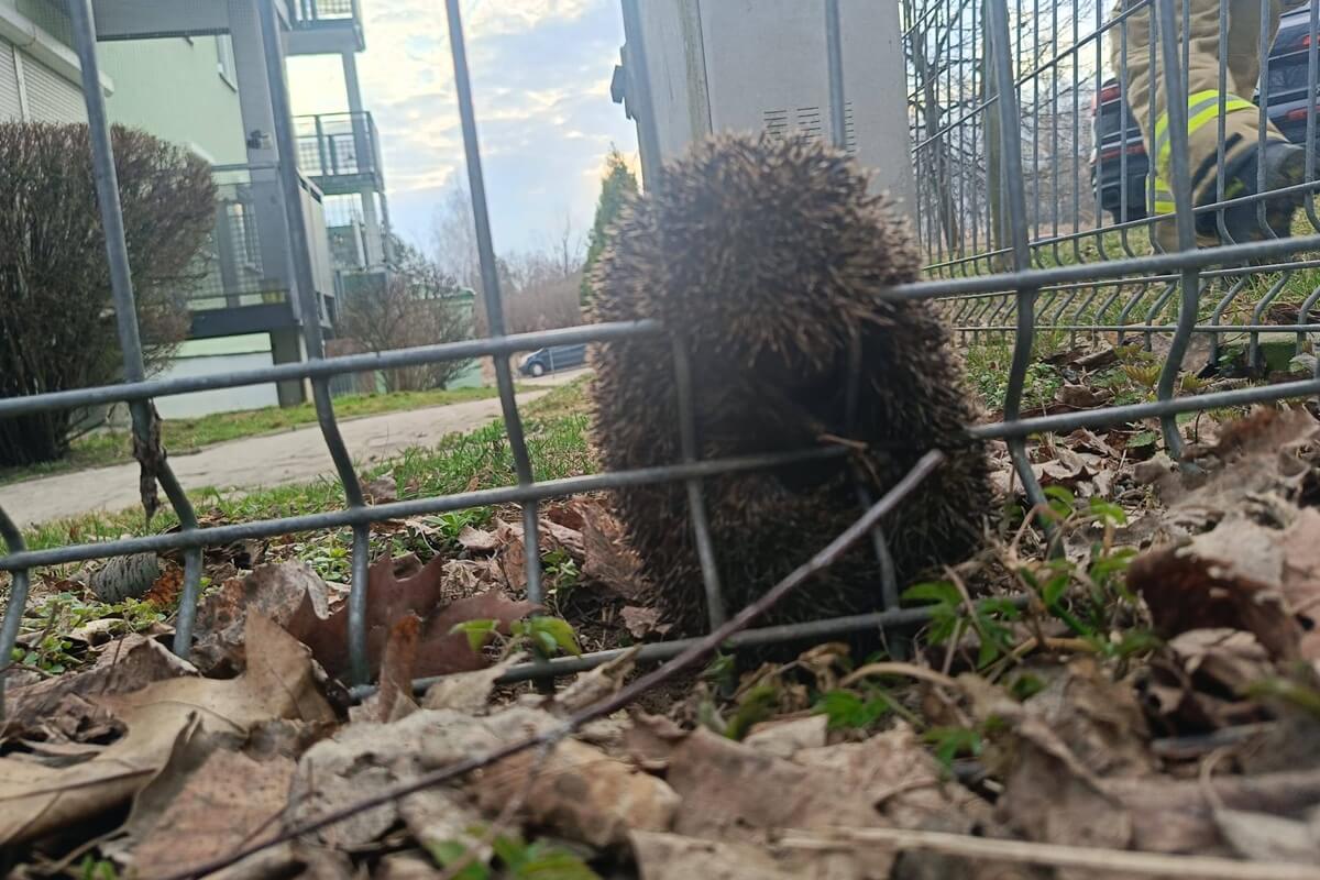 Strażacy uwolnili jeża zakleszczonego w metalowym ogrodzeniu [ZDJĘCIA]