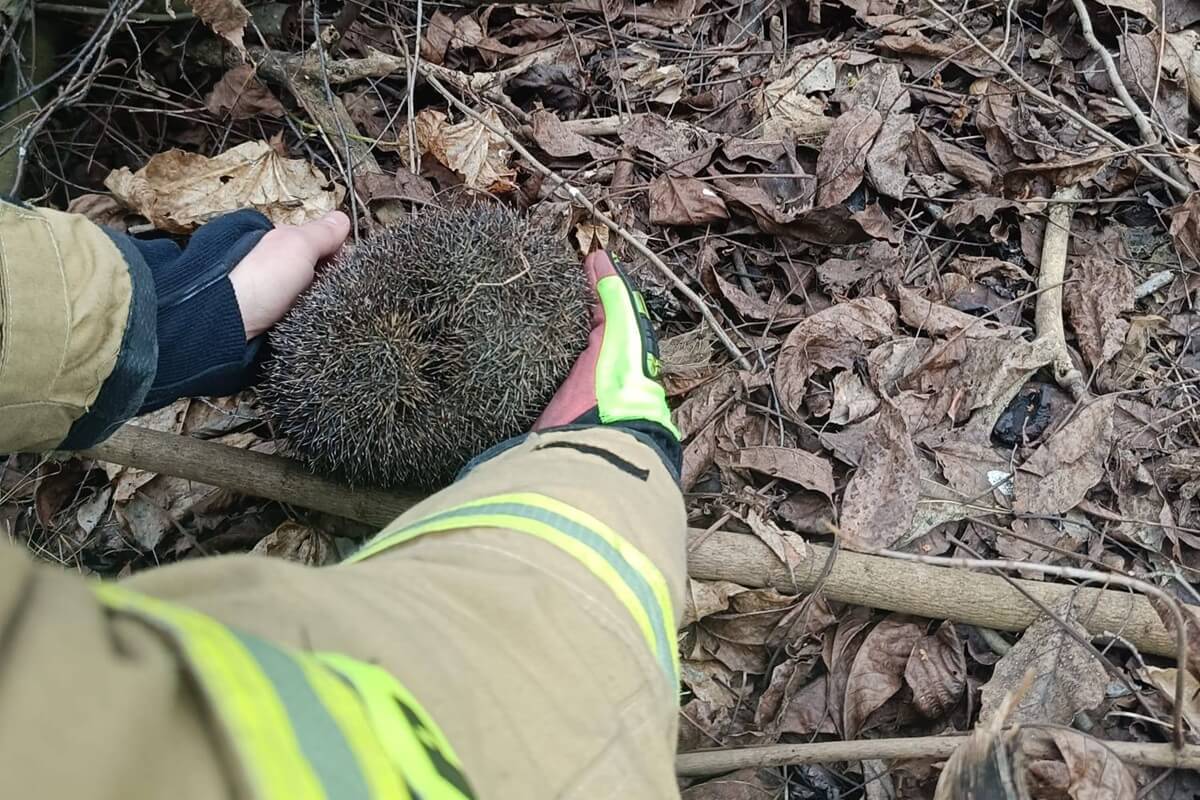 Strażacy wypuścili leża na wolność