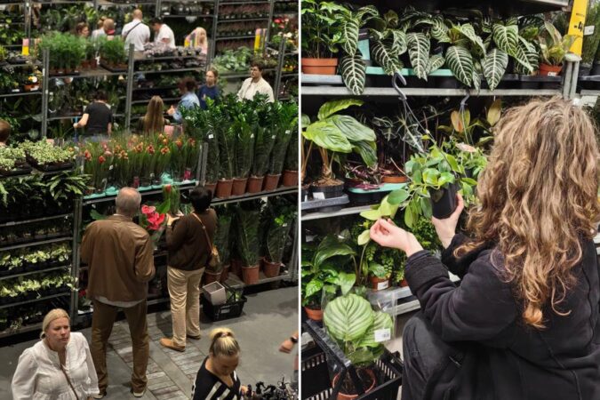 festiwal roslin 9dfce5783c43