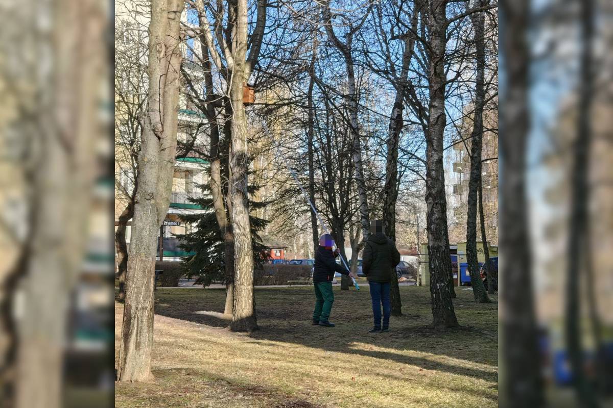 Zrzucali ptasie gniazda z drzew na Czechowie? Mieszkaniec zgłosił sprawę na policję
