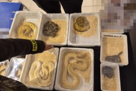 pytony krolewskie zabezpieczone przez policje 52a2d4a527bc