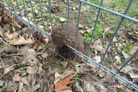 uwieziony w ogrodzeniu jez 30a87becf361