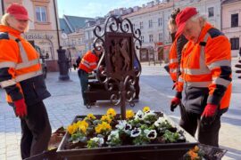 wiosenne nasadzenia bratkow 184fa301c7c2