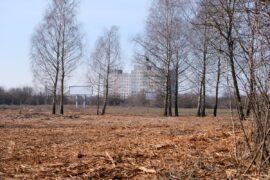 wycinka drzew witosa doswiadczalna 1 3bcb4a0063f8