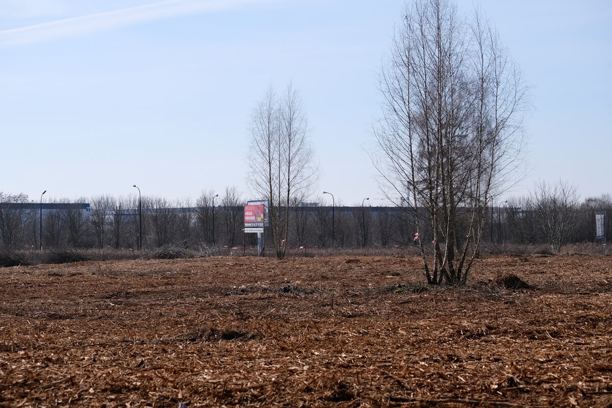 Wycinka drzew u zbiegu al. Witosa i ul. Doświadczalnej