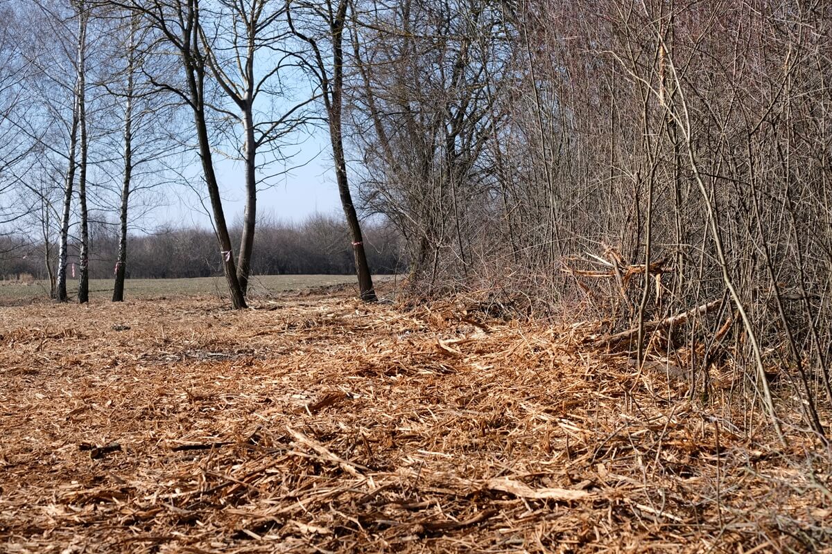 Wycinka drzew u zbiegu al. Witosa i ul. Doświadczalnej