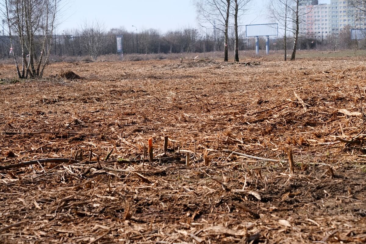 Wycinka drzew u zbiegu al. Witosa i ul. Doświadczalnej