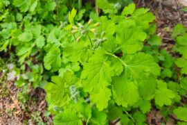 glistnik jaskolcze ziele 0c1cbdc6d2e5