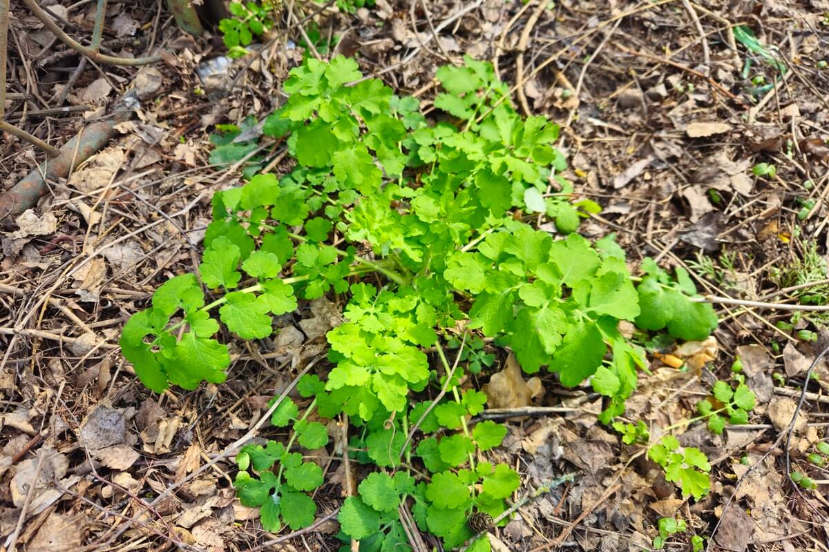 Glistnik jaskółcze ziele