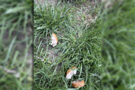 kielbasa nafaszerowana trutka na szczury 50c8c02c8d24