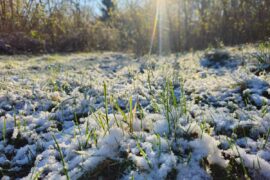 kwietniowy snieg na trawie o poranku 7139e98ee973