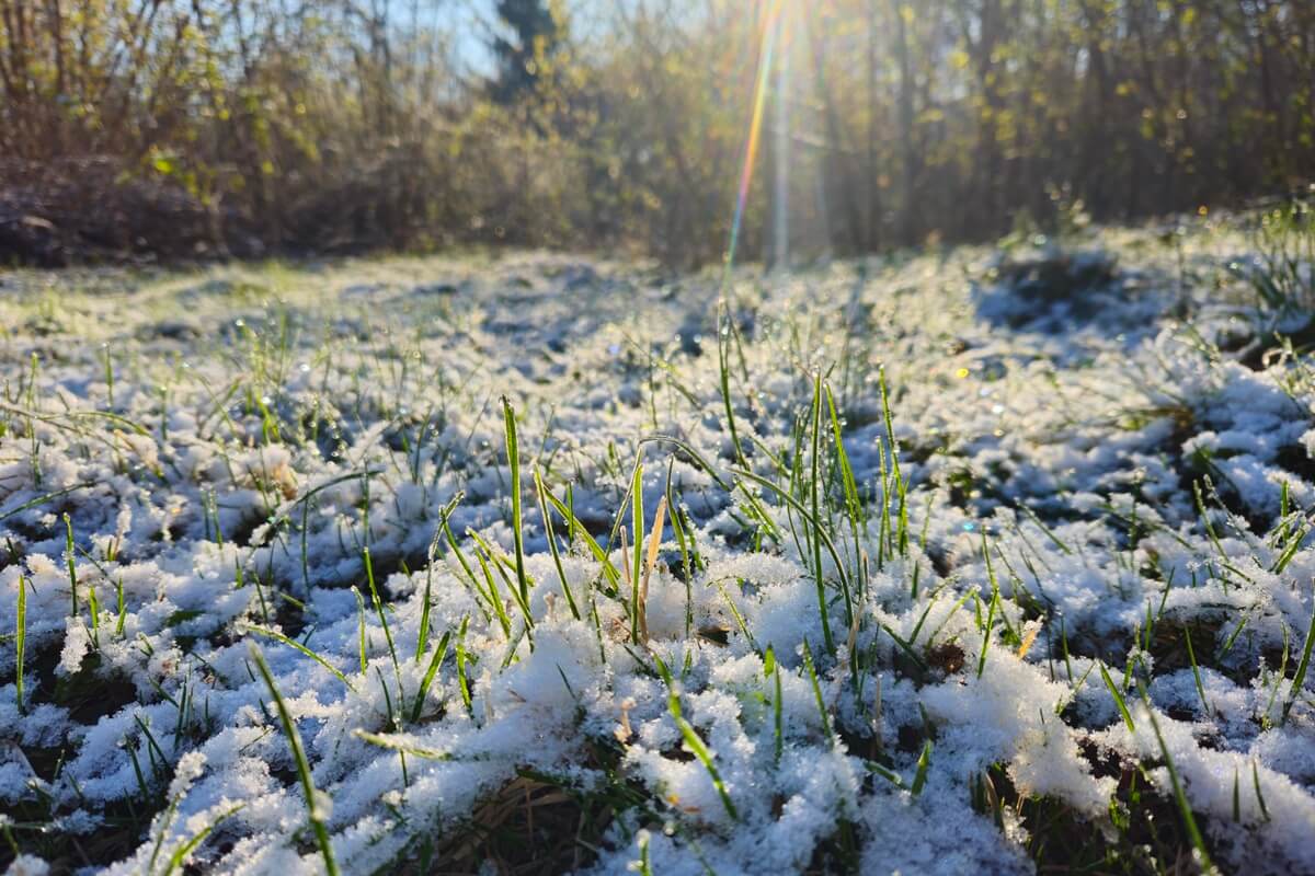 Alert IMGW dla całego regionu! Nadchodzą silne przymrozki. Temperatura przy gruncie spadnie do -5 st. C