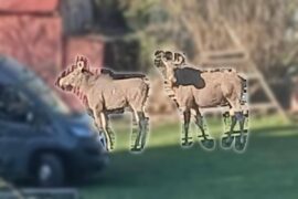 losie na posesji w lublinie fc14678f188b