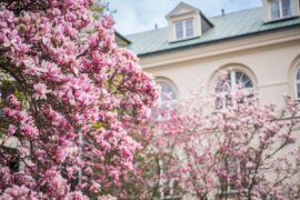 magnolie na dziedzincu kul 311feabce2c6