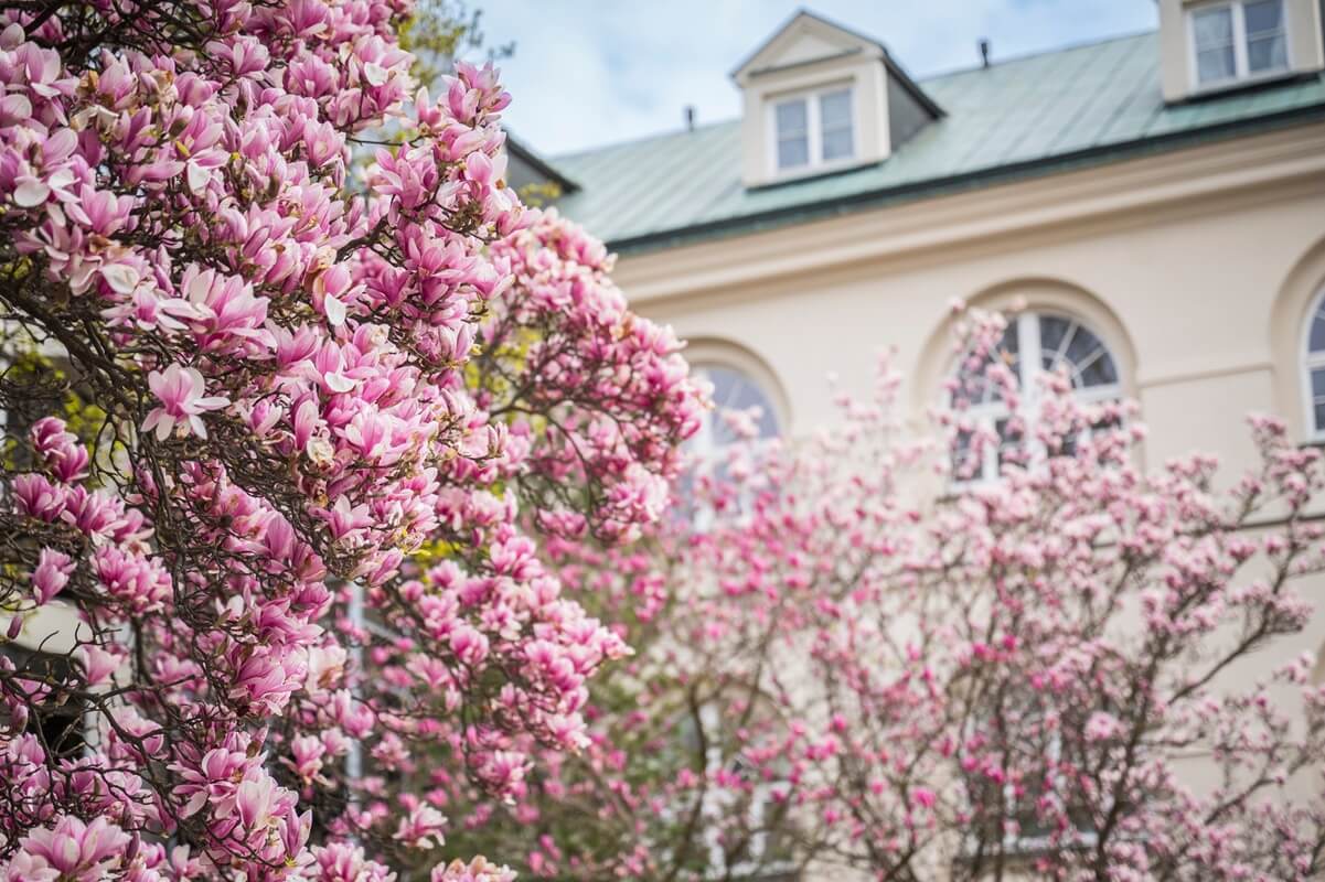 Zjawiskowa magnolia na dziedzińcu KUL już kwitnie. Grzech tego nie zobaczyć [ZDJĘCIA]