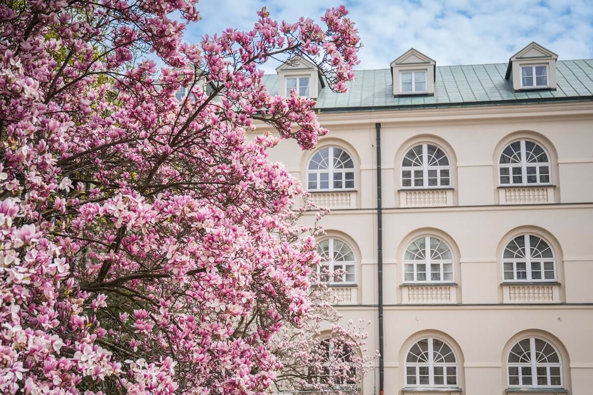 Magnolie na dziedzińcu KUL