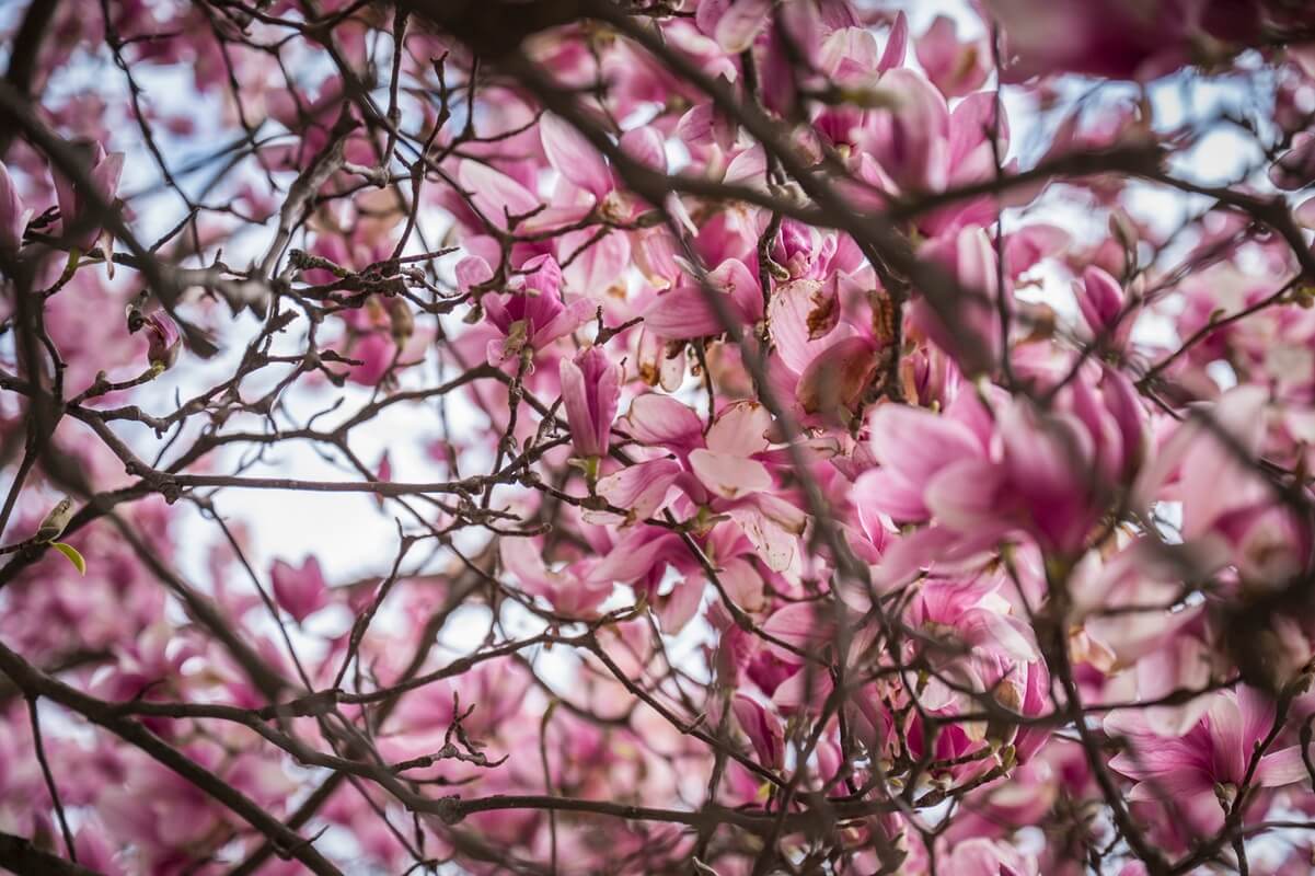 Magnolie na dziedzińcu KUL