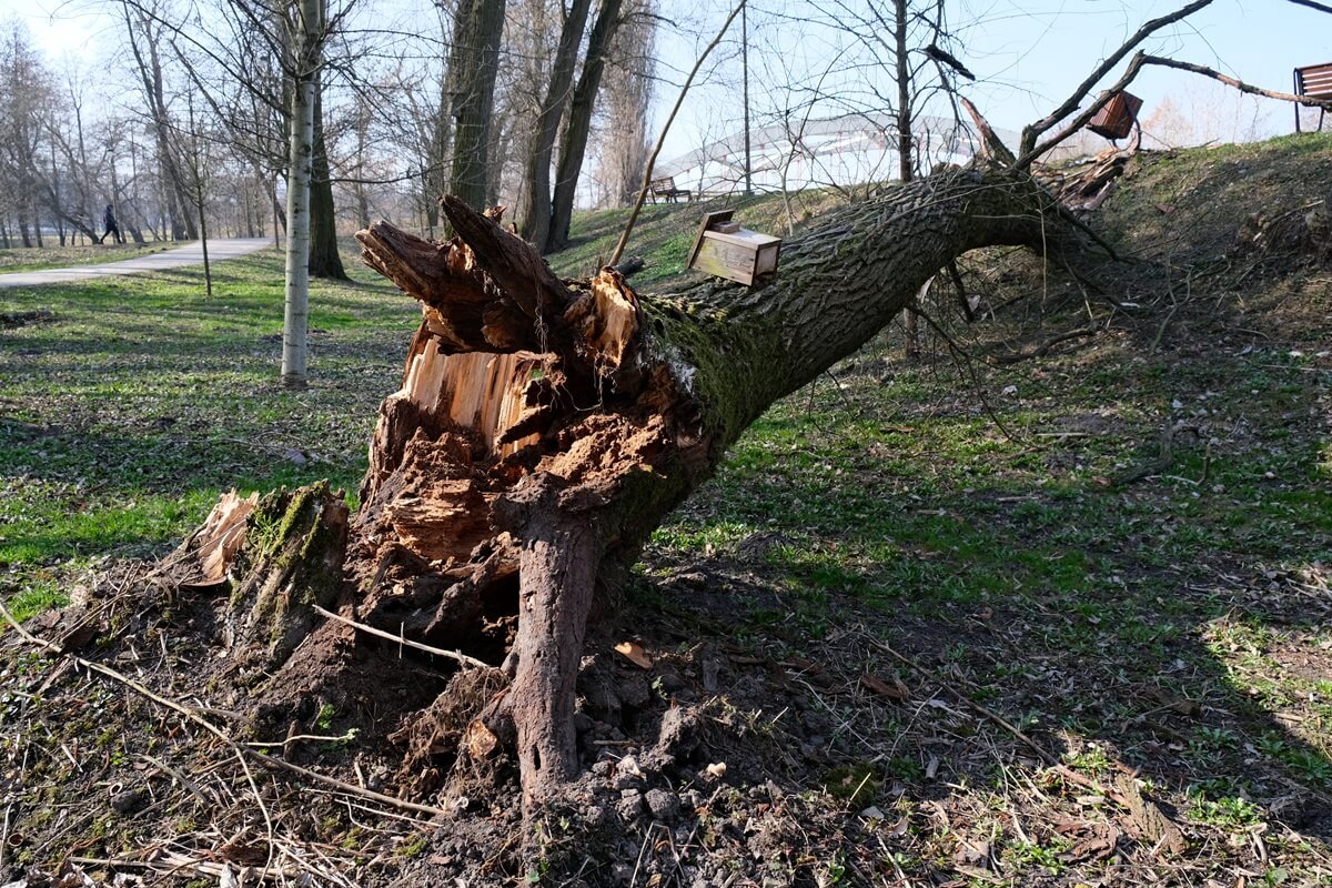 Strażacy mają pełne ręce roboty! Dziesiątki interwencji na Lubelszczyźnie. Wichura łamie drzewa jak zapałki