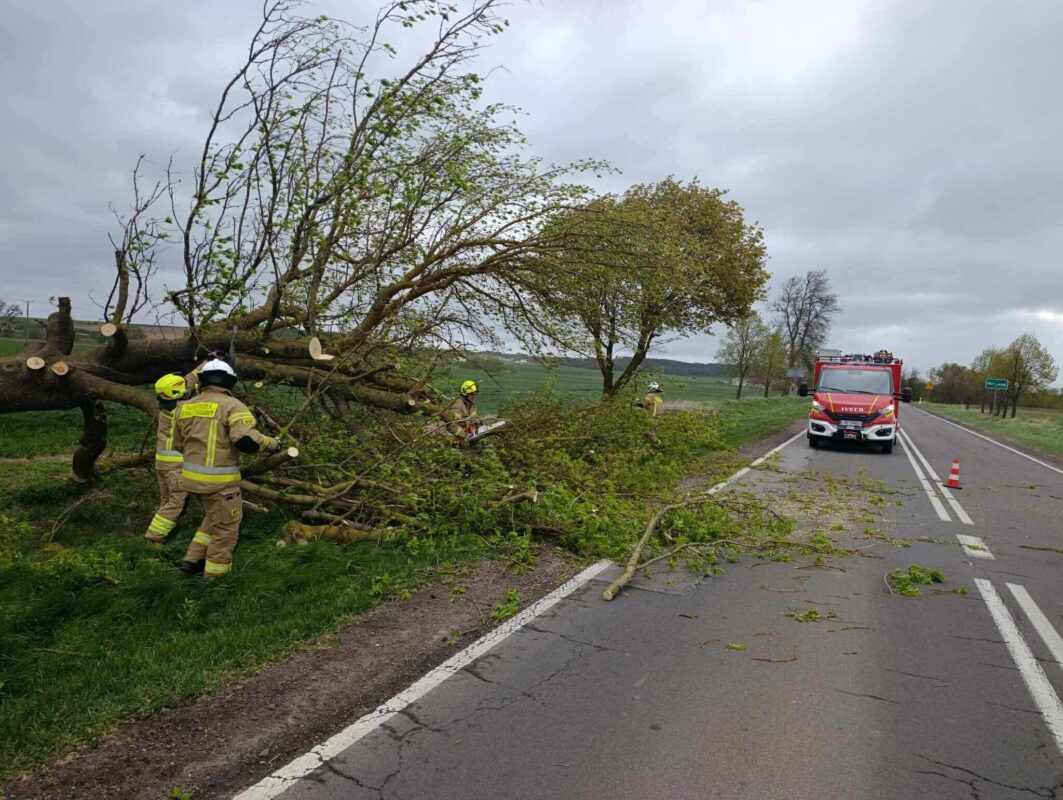 Powalone przez silny wiatr drzewo przy drodze