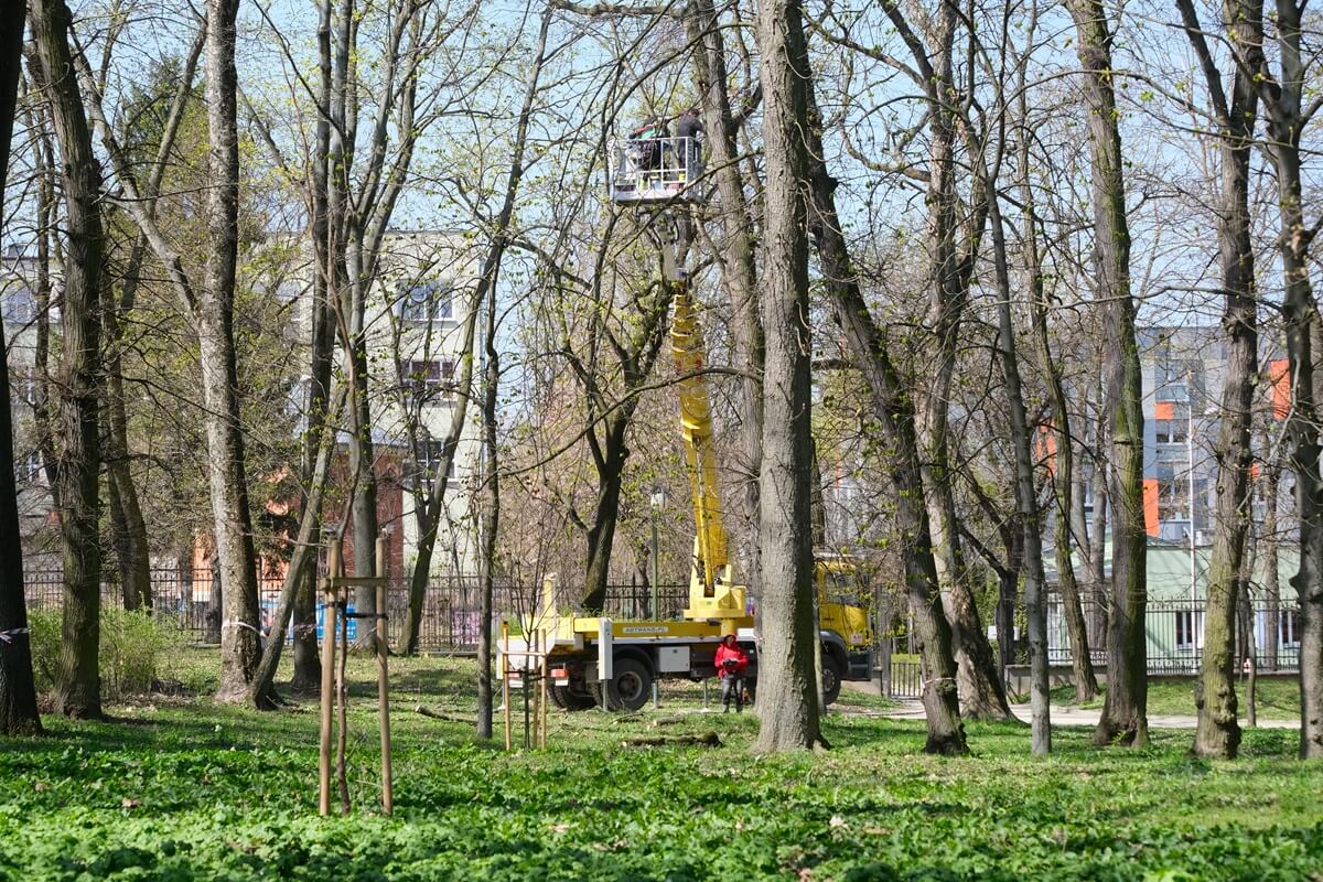Prace pielęgnacyjne drzewostanu w Ogrodzie Saskim