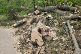 przewrocone drzewa w ogrodzie saskim 36a411aea2b8