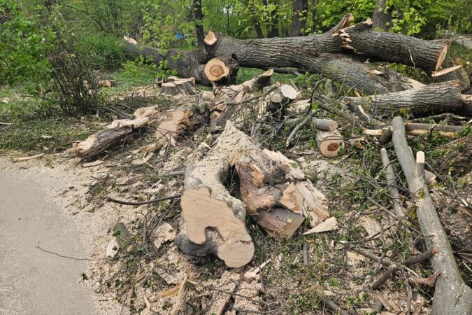 przewrocone drzewa w ogrodzie saskim 36a411aea2b8