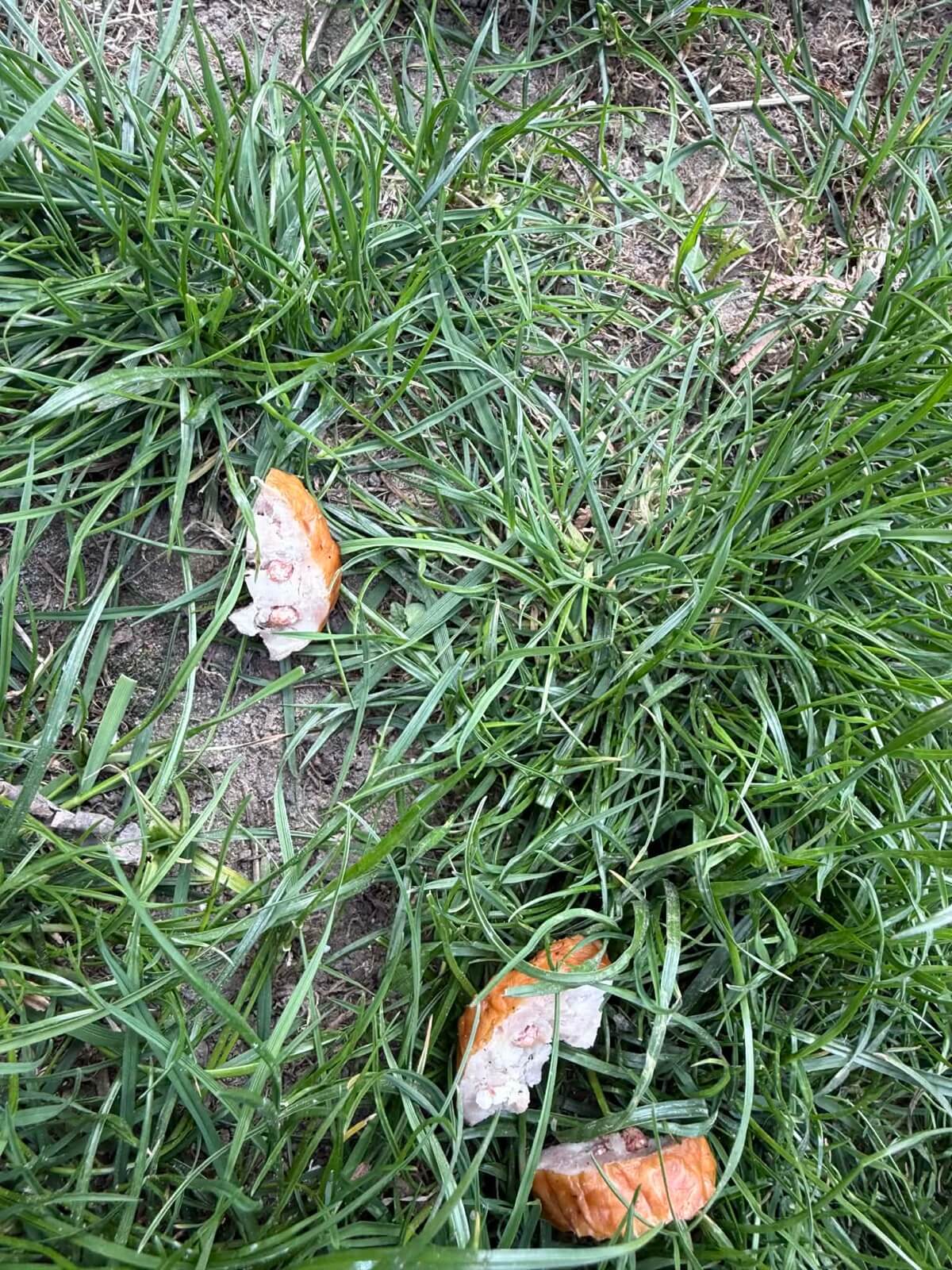 Trutka na szczury w kiełbasie na trawniku