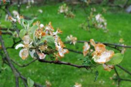 wiosenny przymrozek 303ff68ad2f6