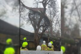 zdmuchniete przez wiatr poszycie dachowe na drzewie 4e39c44cec44