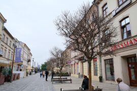 drzewa bez lisci na deptaku 1 499d2f90502c