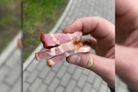 Kto chce zabić czworonogi? Kawałki boczku z gwoździami znalezione na trawniku