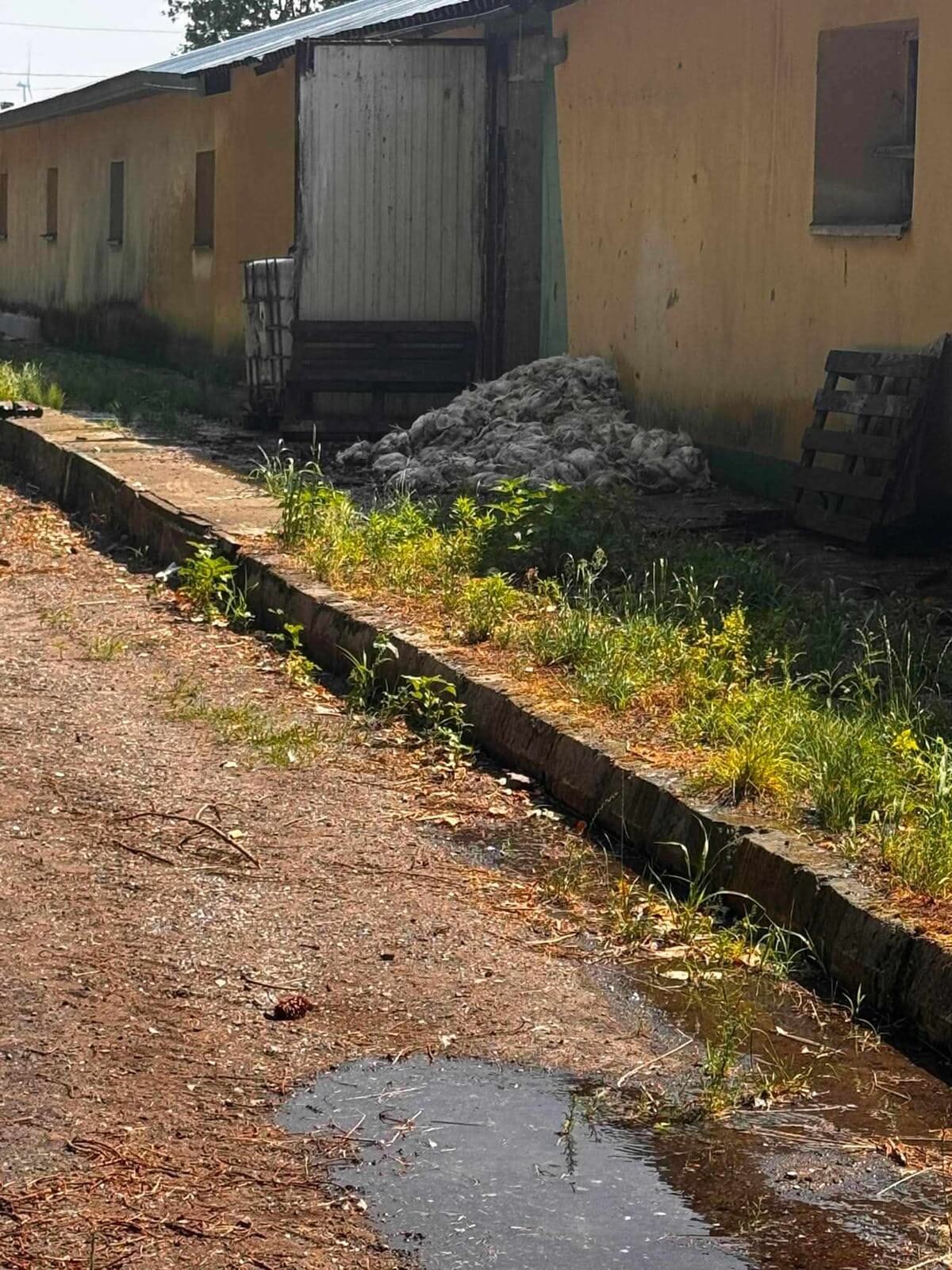 Upał zabił kilkaset kurczaków na fermie drobiu w Popkowicach
