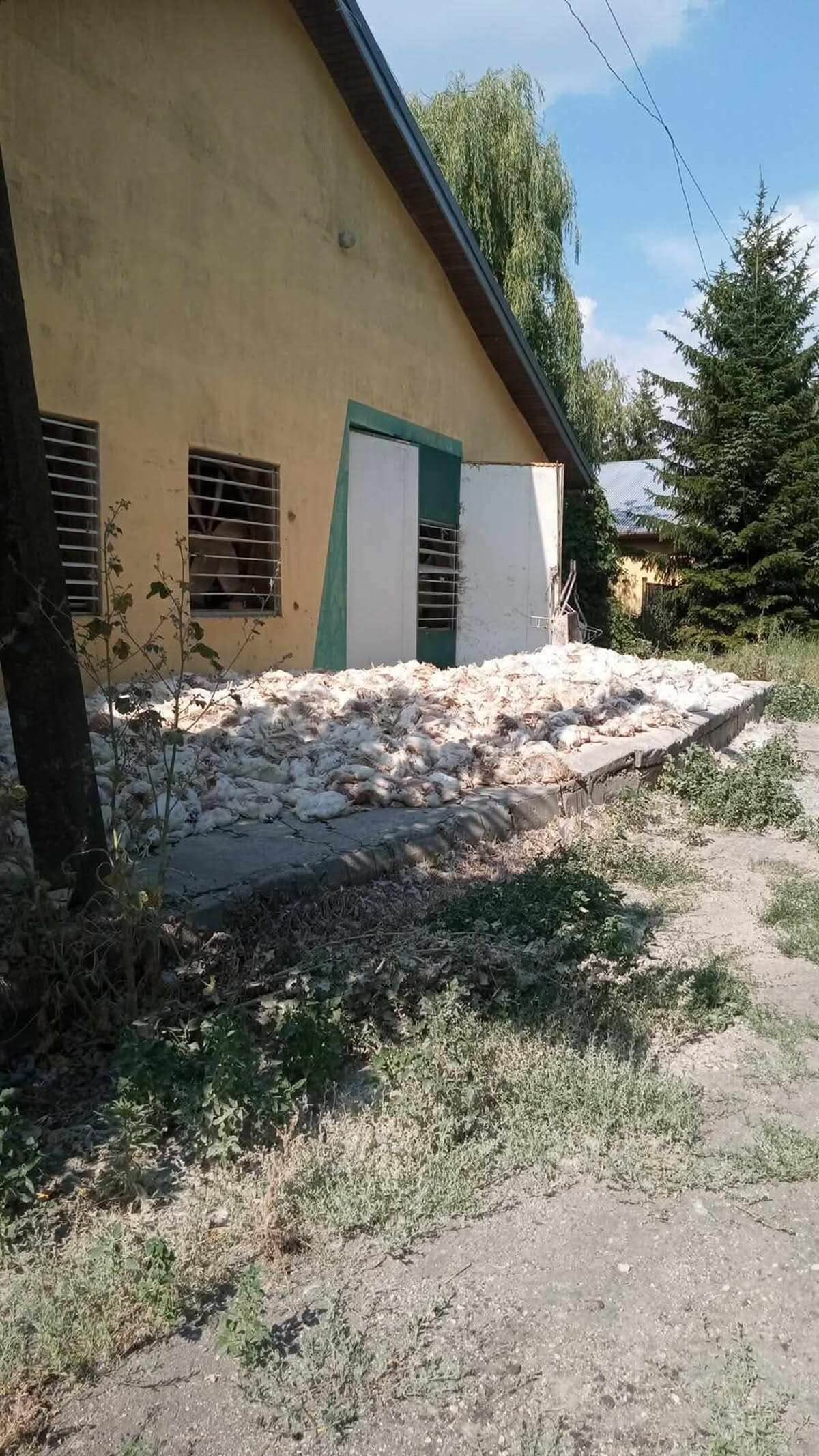 Upał zabił kilkaset kurczaków na fermie drobiu w Popkowicach