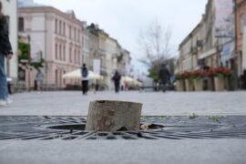 wycinka platanow na krakowskim przedmiesciu 90bc44f902c1
